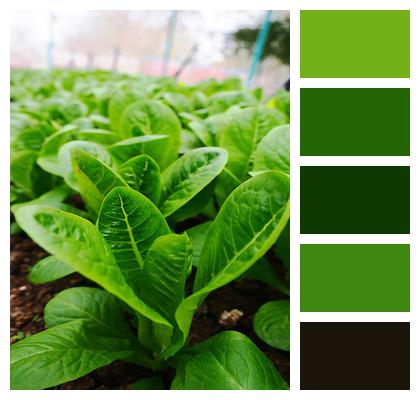 Vegetable Plant Cos Lettuce Image